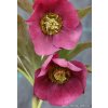 Helleborus hybr. 'SP John Hopkins' - čemeřice