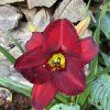 HEMEROCALLIS 'Red Pinocchio' - denivka