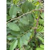 Hemiptelea davidii - plotovník Davidův