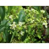 Heptacodium miconioides 'Minhep' TIANSHAN - heptakodium jasmínovité