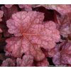 Heuchera hybrid 'Berry Smoothie' - dlužicha