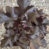 Heuchera hybrid 'Black Pearl' - dlužicha