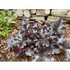 Heuchera hybrid 'Black Pearl' - dlužicha