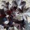 Heuchera hybrid 'Black Pearl' - dlužicha