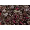 Heuchera hybrid 'Black Taffeta' - dlužicha
