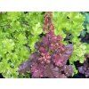 Heuchera hybrid 'Cherry Cola' - dlužicha
