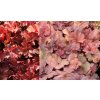 Heuchera hybrid 'Cherry Cola' - dlužicha