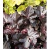 Heuchera hybrid 'Obsidian' - dlužicha