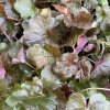 Heuchera americana 'Palace Purple' - dlužicha