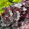 Heuchera hybrid 'World Caffe Frappe' - dlužicha