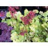 Heuchera 'Tokyo' - dlužicha