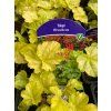 Heuchera 'Tokyo' - dlužicha