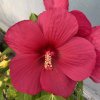 Hibiscus moscheutos 'Carousel Pink Passion' - ibišek bahenní