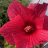 Hibiscus moscheutos 'Carousel Pink Passion' - ibišek bahenní