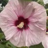 Hibiscus moscheutos Cherry Cheesecake
