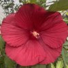 Hibiscus moscheutos Midnight Marvel