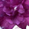 Hibiscus syriacus - ibišek venkovní/syrský