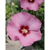 Hibiscus syriacus 'Aphrodite' - ibišek venkovní/syrský