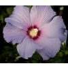 Hibiscus syriacus 'Blue Bird' - ibišek venkovní/syrský