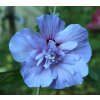 Hibiscus syriacus 'Blue Chiffon'® - ibišek venkovní/syrský