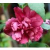 Hibiscus syriacus 'Freedom' - ibišek venkovní/syrský