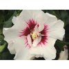 Hibiscus syriacus 'Helene' - ibišek venkovní/syrský