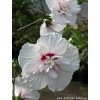 Hibiscus syriacus 'China Chiffon'® - ibišek venkovní/syrský