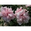 Hibiscus syriacus 'Chrysanthemum' - ibišek venkovní/syrský