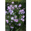 Hibiscus syriacus 'Lavender Chiffon' - ibišek venkovní/syrský