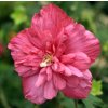 Hibiscus syriacus 'Magenta Chiffon' - ibišek venkovní/syrský