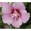 Hibiscus syriacus 'Maike' - ibišek venkovní/syrský