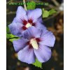 Hibiscus syriacus 'Marina' - ibišek venkovní/syrský