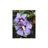 Hibiscus syriacus 'Marina' kmínek - ibišek venkovní/syrský