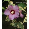 Hibiscus syriacus 'Mehanii' - venkovní/syrský ibišek
