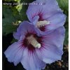 Hibiscus syriacus 'Oiseau Blue' - ibišek venkovní/syrský