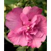 Hibiscus syriacus 'Purple Ruffles' - ibišek venkovní/syrský