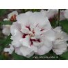 Hibiscus syriacus 'Speciosus' - ibišek venkovní/syrský
