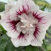 Hibiscus syriacus 'Starburst Chiffon'® - ibišek venkovní/syrský