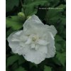 Hibiscus syriacus 'White Chiffon' - ibišek venkovní/syrský