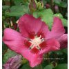 Hibiscus syriacus 'Woodbridge' - ibišek venkovní/syrský