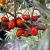 Hippophae rhamnoides 'Krasavice' - rakytník řešetlákový