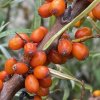 Hippophae rhamnoides 'Leikora' - rakytník řešetlákový