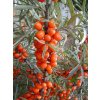Hippophae rhamnoides 'Leikora' - rakytník řešetlákový