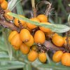 Hippophae rhamnoides 'Sluníčko' - rakytník řešetlákový