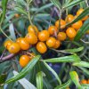 Hippophae rhamnoides 'Sluníčko' - rakytník řešetlákový