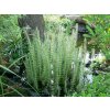 Hippuris vulgaris - prustka obecná