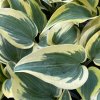 Hosta 'Autumn Frost' - bohyška