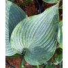 Hosta 'Blue Mammoth' - bohyška
