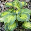 Hosta 'Cathedral Windows' - bohyška