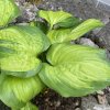 Hosta 'Cathedral Windows' - bohyška